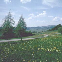 Lwenzahn
